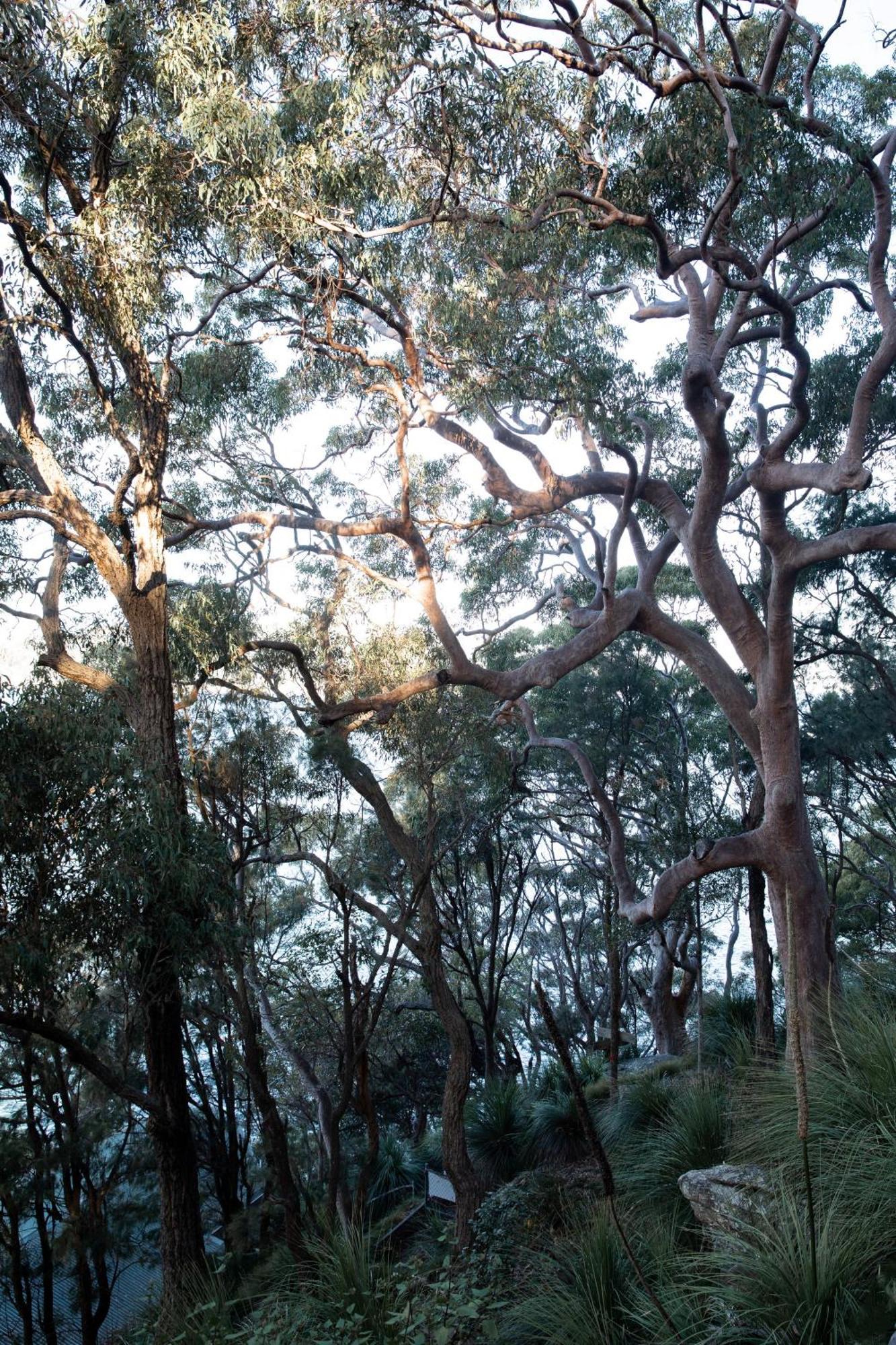 Cape Mackerel Cabin With Magic Palm Beach & Pittwater Views Βίλα Great Mackerel Beach Εξωτερικό φωτογραφία